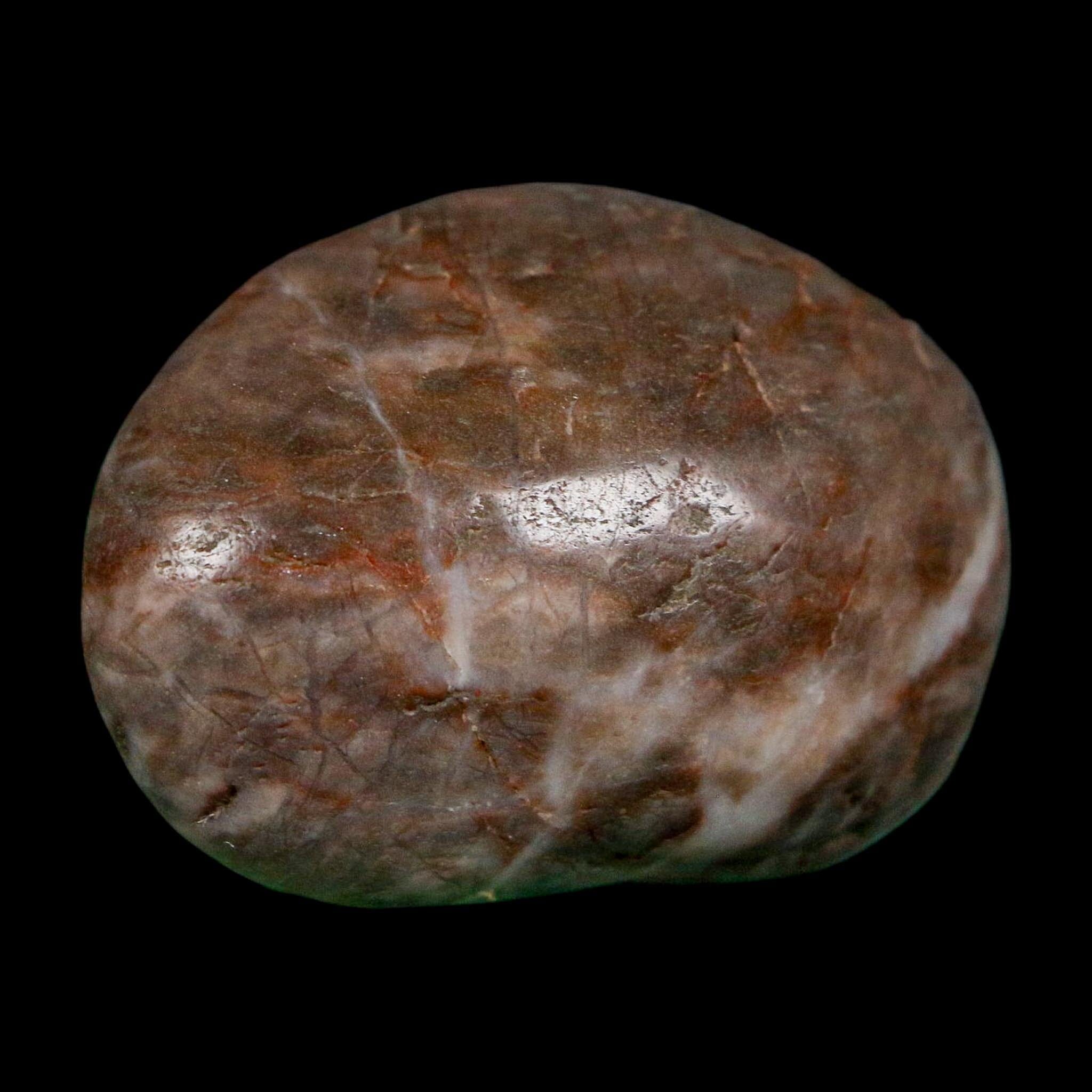 1.6" Sauropod Dinosaur Stomach Stone Gastrolith Rock Gizzard Stone COA - Fossil Age Minerals