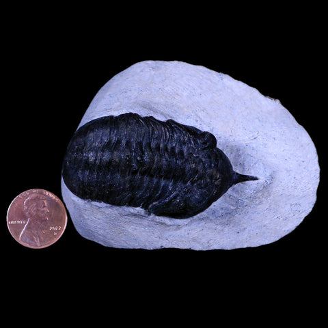 2.4" Morocconites Malladoides Trilobite Fossil Morocco Devonian Age Display, COA - Fossil Age Minerals