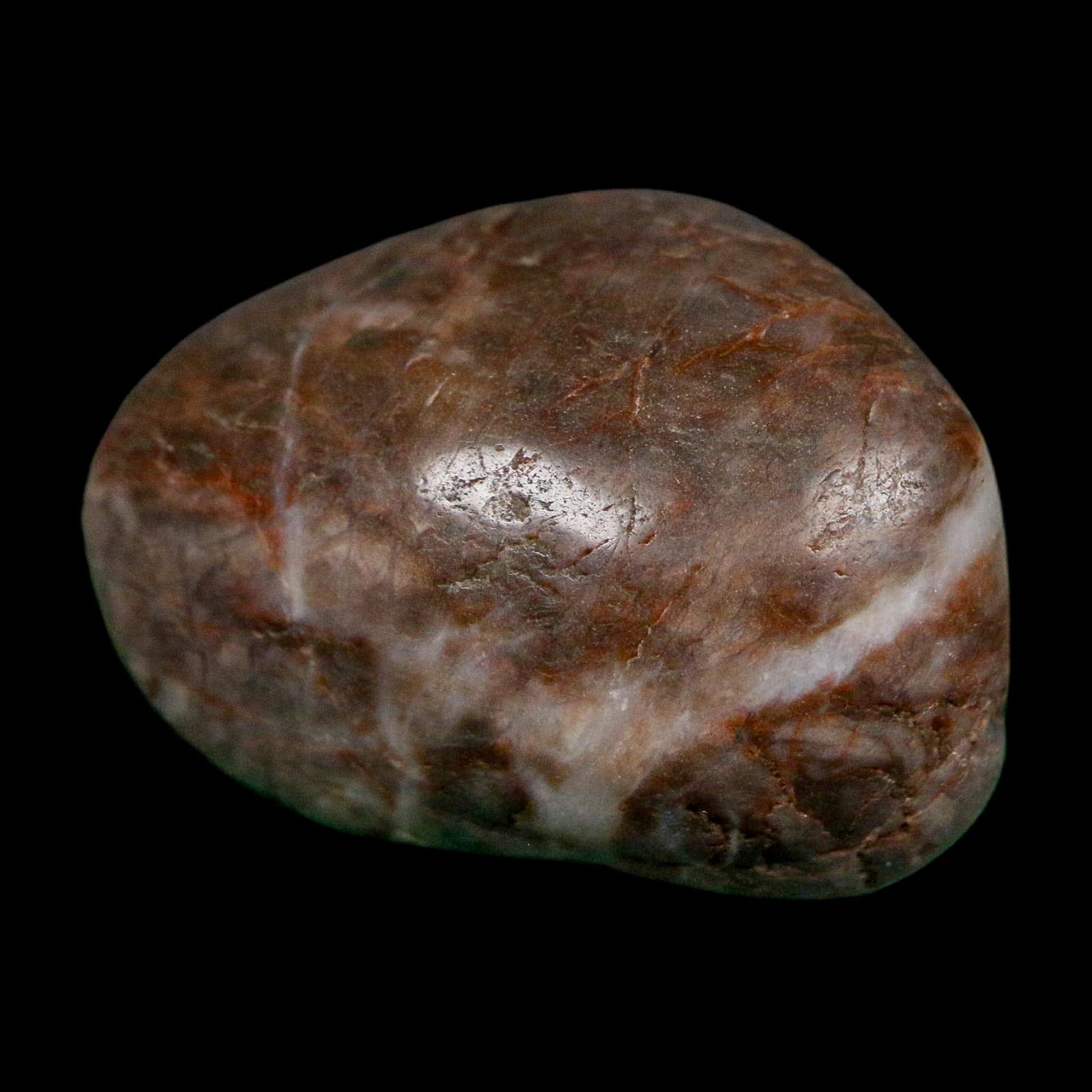 1.6" Sauropod Dinosaur Stomach Stone Gastrolith Rock Gizzard Stone COA - Fossil Age Minerals