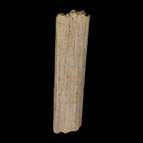 1.1" Hadrosaur Dinosaur Tendon Fossil Lance Creek FM Cretaceous WY COA Display - Fossil Age Minerals