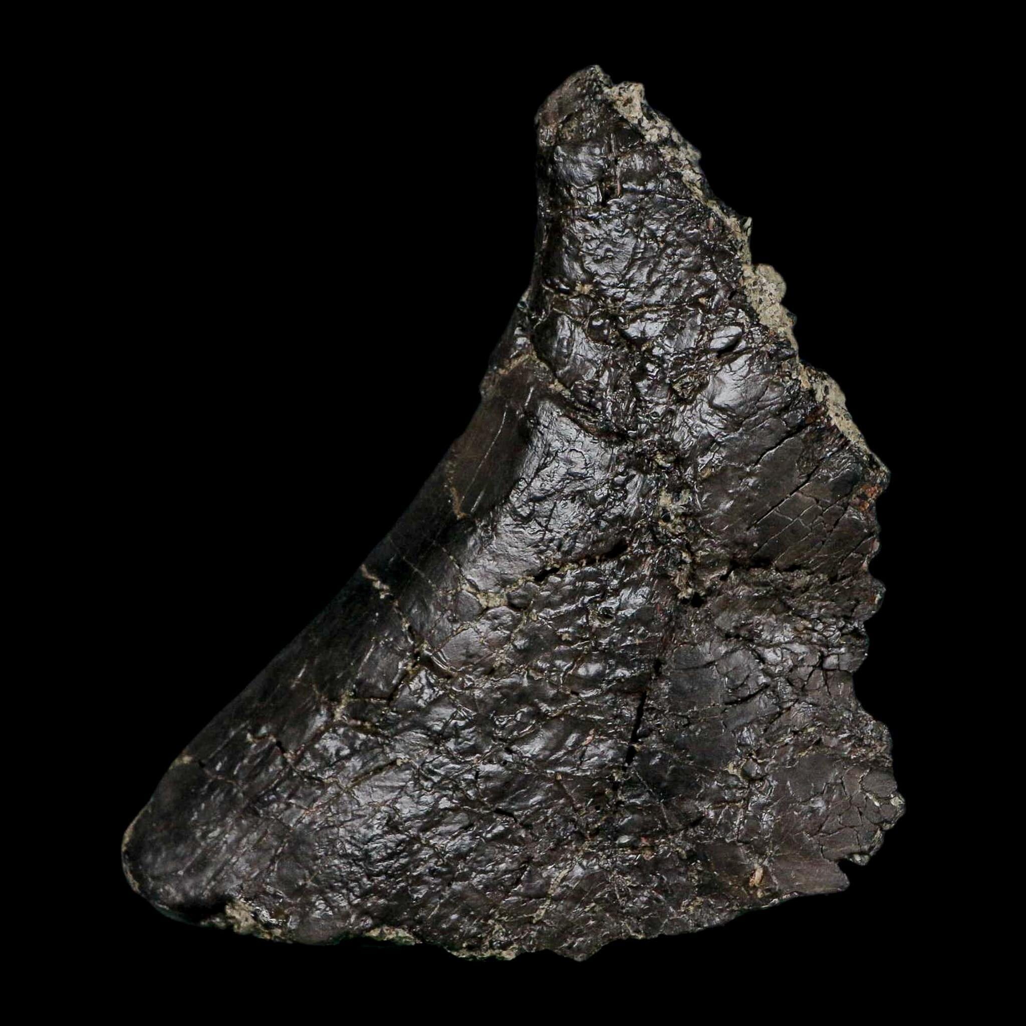 4.6" Camarasaurus Dinosaur Fossil Vertebrae Morrison FM CO Jurassic Age COA Stand - Fossil Age Minerals