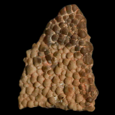 0.5" Megaloolithus Titanosaur Dinosaur Fossil Egg Shell Bouches Du Rhone France Display - Fossil Age Minerals