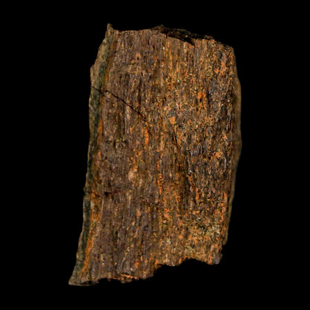 1.2" Tyrannosaurus Rex Fossil Bone Dinosaur Lance Creek Formation Wyoming COA