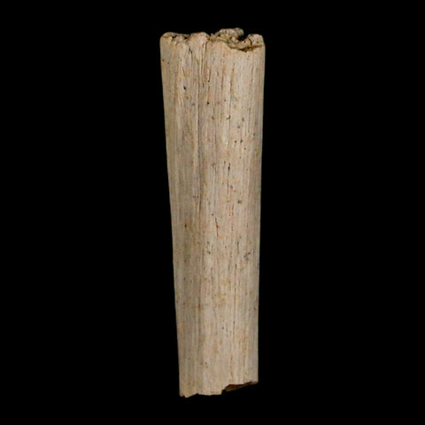 1.1" Hadrosaur Dinosaur Tendon Fossil Lance Creek FM Cretaceous WY COA Display - Fossil Age Minerals