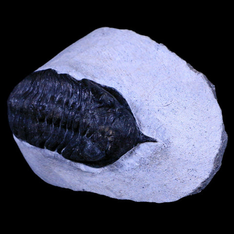 2.4" Morocconites Malladoides Trilobite Fossil Morocco Devonian Age Display, COA - Fossil Age Minerals