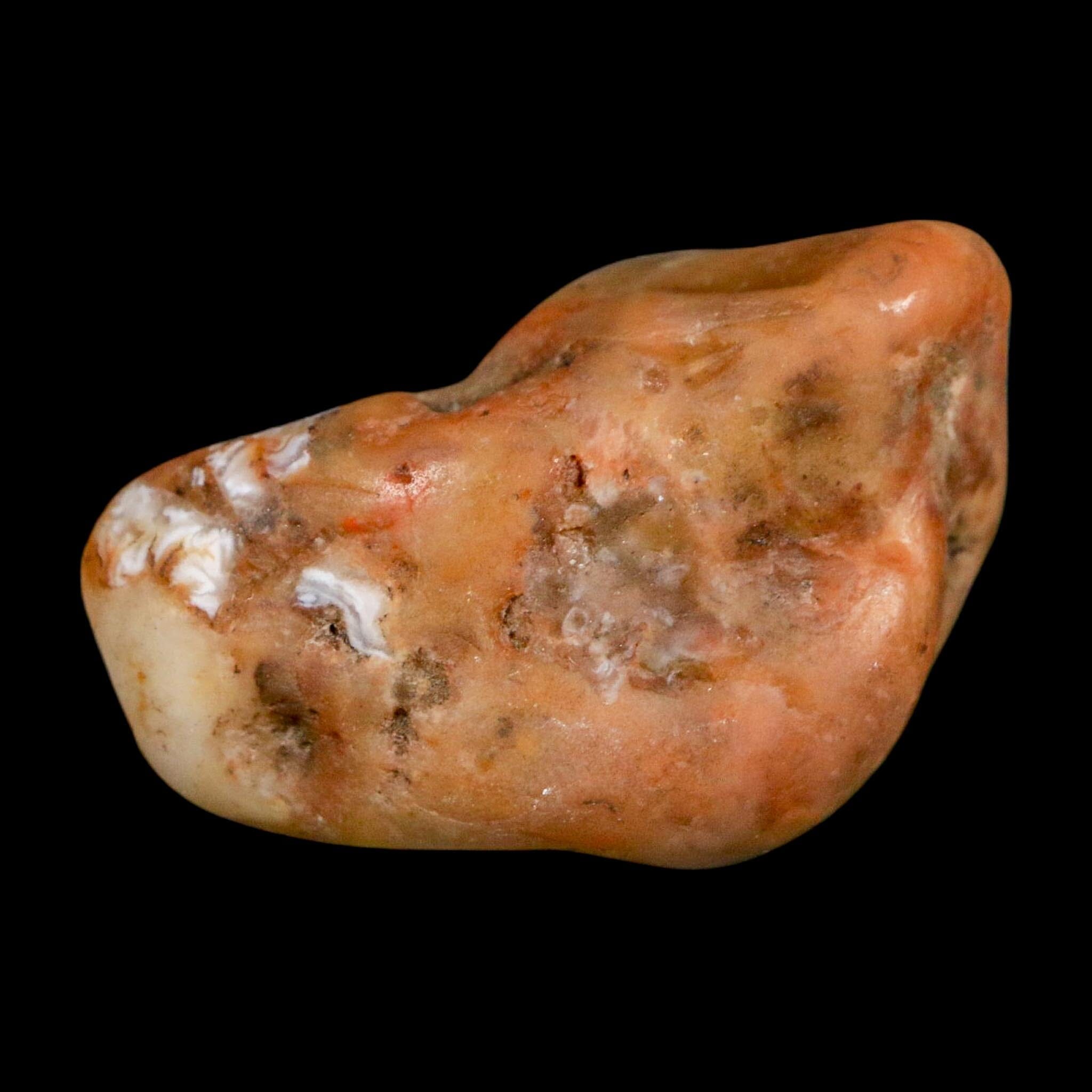 1.8" Sauropod Dinosaur Stomach Stone Gastrolith Rock Gizzard Stone COA - Fossil Age Minerals
