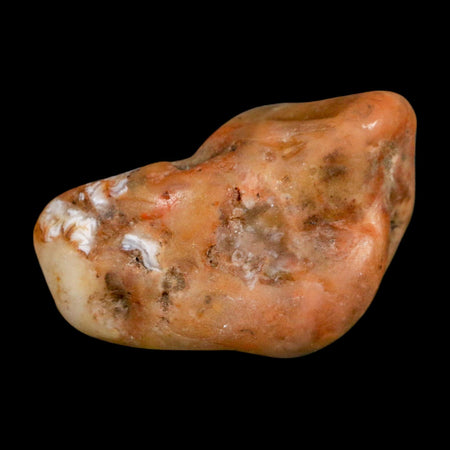 1.8" Sauropod Dinosaur Stomach Stone Gastrolith Rock Gizzard Stone COA