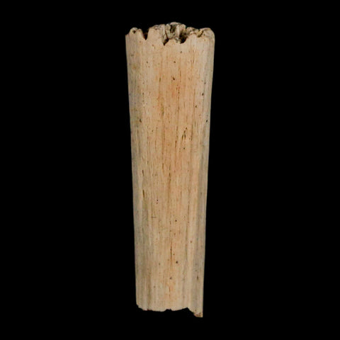 1.1" Hadrosaur Dinosaur Tendon Fossil Lance Creek FM Cretaceous WY COA Display - Fossil Age Minerals