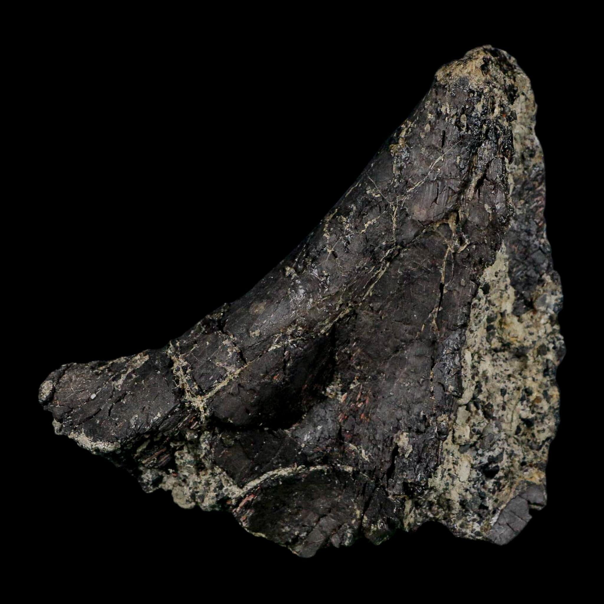 4.6" Camarasaurus Dinosaur Fossil Vertebrae Morrison FM CO Jurassic Age COA Stand - Fossil Age Minerals