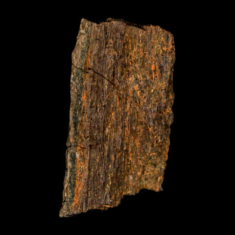 1.2" Tyrannosaurus Rex Fossil Bone Dinosaur Lance Creek Formation Wyoming COA - Fossil Age Minerals