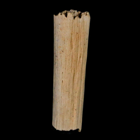 1.1" Hadrosaur Dinosaur Tendon Fossil Lance Creek FM Cretaceous WY COA Display - Fossil Age Minerals