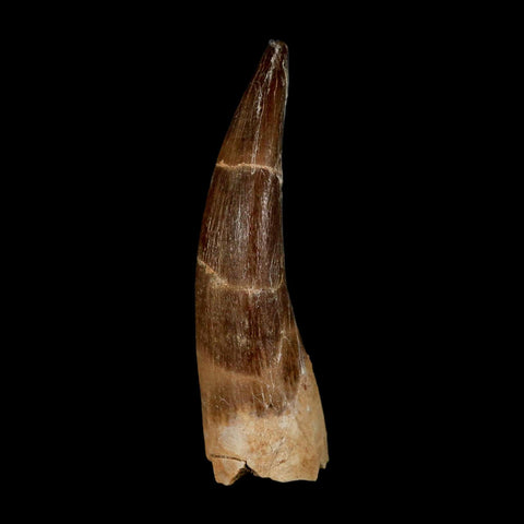 XL 2.2" Plesiosaur Zarafasaura Tooth Fossil Cretaceous Dinosaur Era COA, Stand