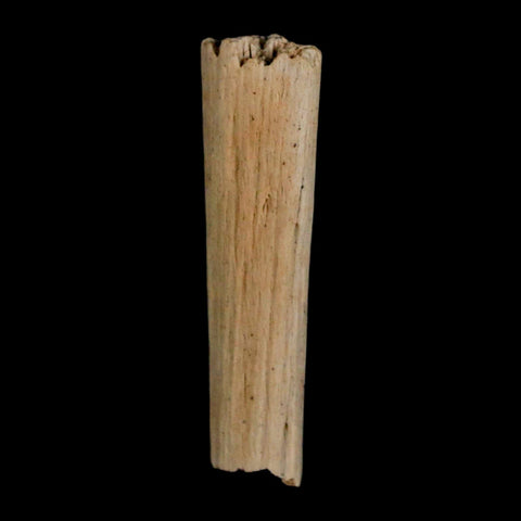 1.1" Hadrosaur Dinosaur Tendon Fossil Lance Creek FM Cretaceous WY COA Display - Fossil Age Minerals