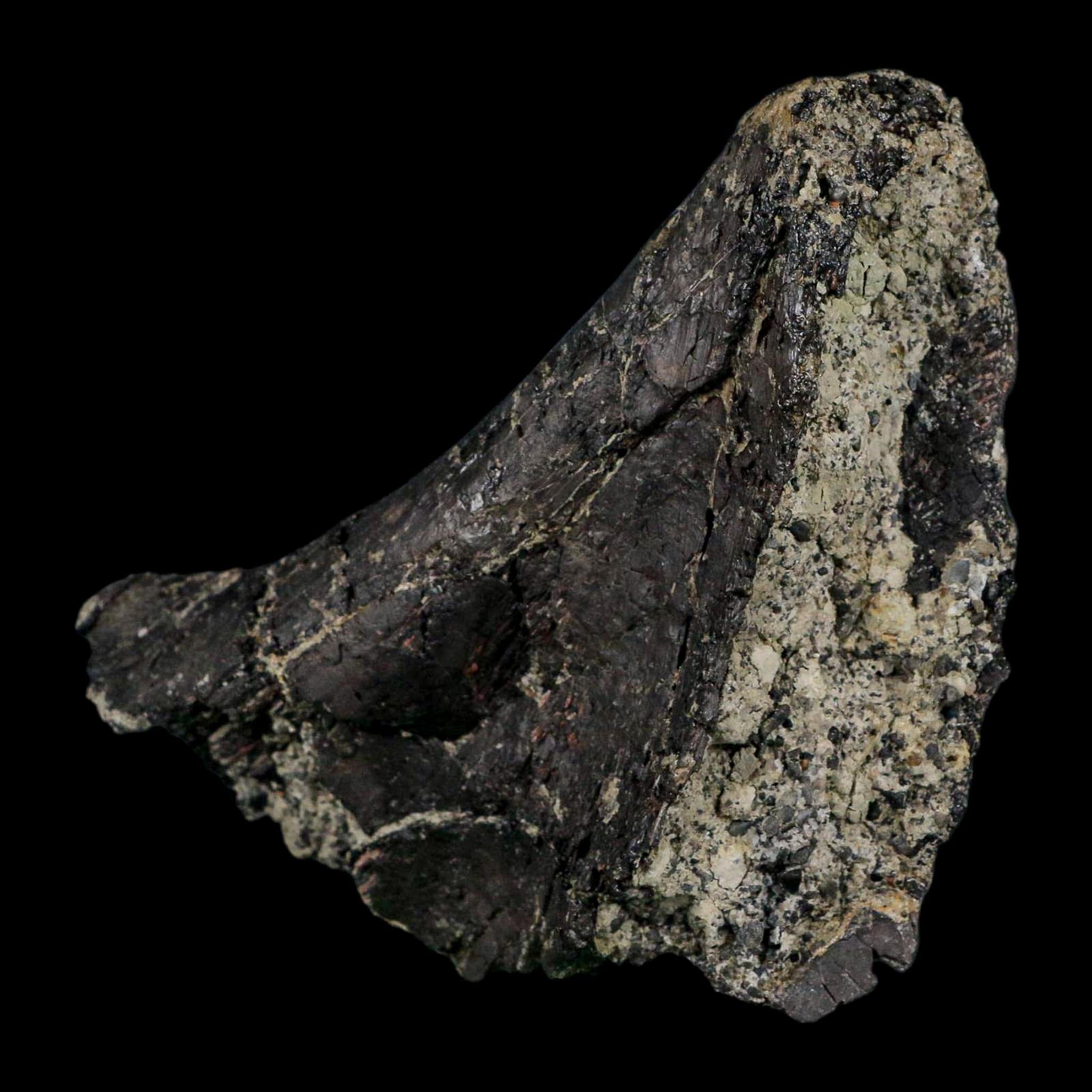 4.6" Camarasaurus Dinosaur Fossil Vertebrae Morrison FM CO Jurassic Age COA Stand - Fossil Age Minerals