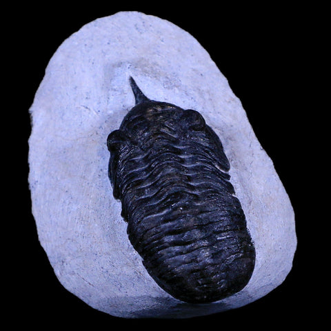 2.4" Morocconites Malladoides Trilobite Fossil Morocco Devonian Age Display, COA - Fossil Age Minerals