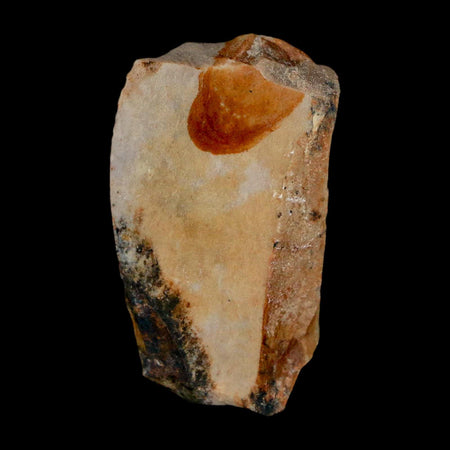 1.3" Tyrannosaurus Rex Fossil Bone Dinosaur Lance Creek Formation Wyoming COA