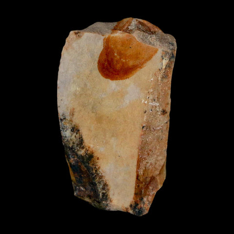 1.3" Tyrannosaurus Rex Fossil Bone Dinosaur Lance Creek Formation Wyoming COA - Fossil Age Minerals