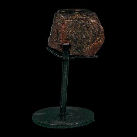 1.6" Camarasaurus Dinosaur Fossil Rib Morrison FM CO Jurassic Age COA Stand