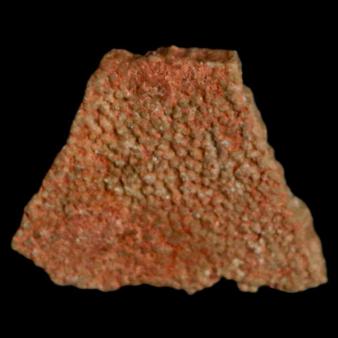 0.4" Megaloolithus Titanosaur Dinosaur Fossil Egg Shell Bouches Du Rhone France Display - Fossil Age Minerals