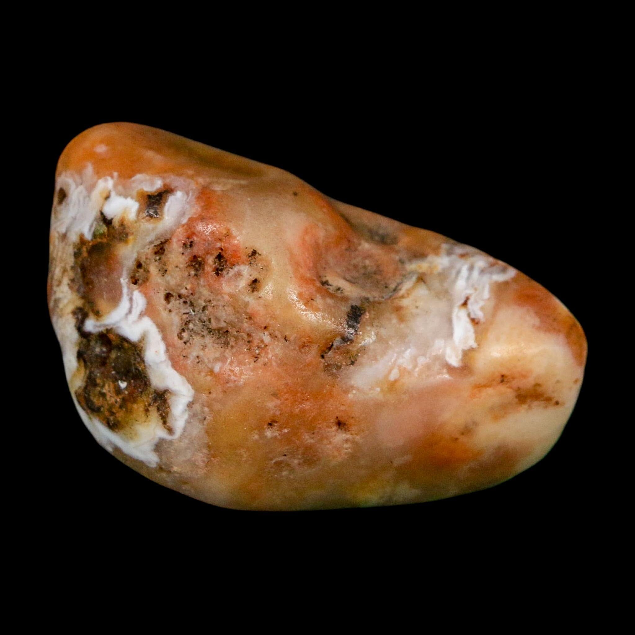 1.8" Sauropod Dinosaur Stomach Stone Gastrolith Rock Gizzard Stone COA - Fossil Age Minerals