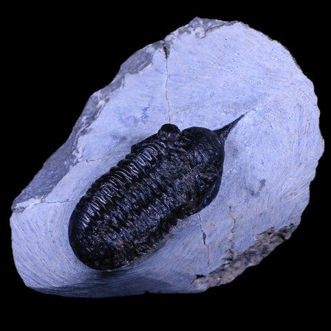 2.3" Morocconites Malladoides Trilobite Fossil Morocco Devonian Age Display, COA - Fossil Age Minerals