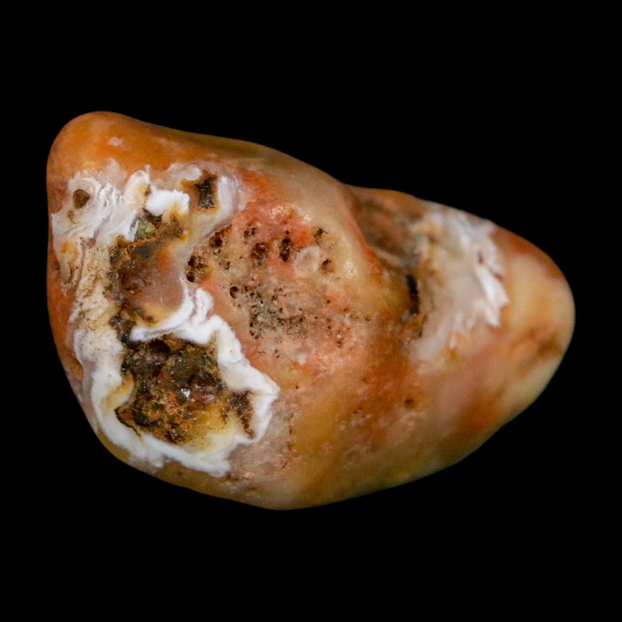 1.8" Sauropod Dinosaur Stomach Stone Gastrolith Rock Gizzard Stone COA - Fossil Age Minerals