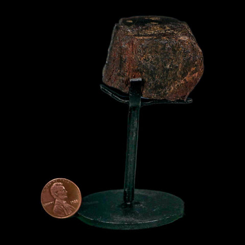 1.6" Camarasaurus Dinosaur Fossil Rib Morrison FM CO Jurassic Age COA Stand