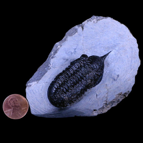 2.3" Morocconites Malladoides Trilobite Fossil Morocco Devonian Age Display, COA - Fossil Age Minerals