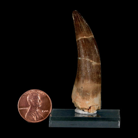 XL 2.2" Plesiosaur Zarafasaura Tooth Fossil Cretaceous Dinosaur Era COA, Stand