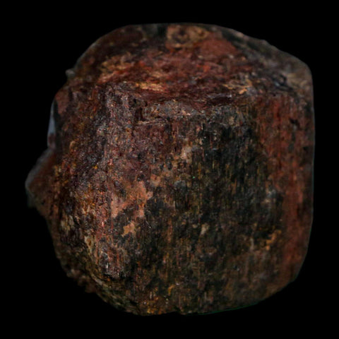 1.6" Camarasaurus Dinosaur Fossil Rib Morrison FM CO Jurassic Age COA Stand