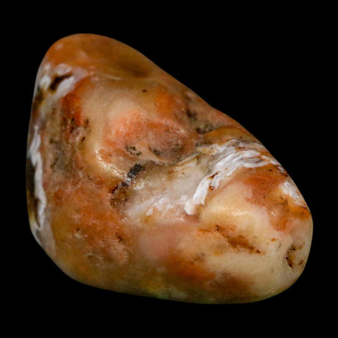 1.8" Sauropod Dinosaur Stomach Stone Gastrolith Rock Gizzard Stone COA