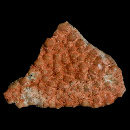 0.5" Megaloolithus Titanosaur Dinosaur Fossil Egg Shell Bouches Du Rhone France Display