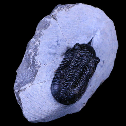 2.3" Morocconites Malladoides Trilobite Fossil Morocco Devonian Age Display, COA - Fossil Age Minerals