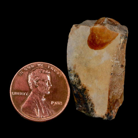 1.3" Tyrannosaurus Rex Fossil Bone Dinosaur Lance Creek Formation Wyoming COA - Fossil Age Minerals