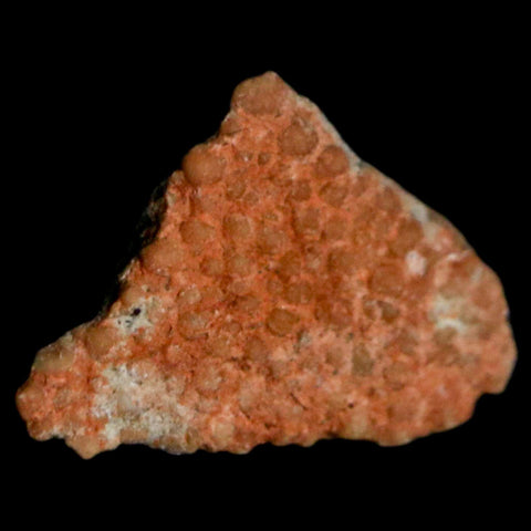 0.5" Megaloolithus Titanosaur Dinosaur Fossil Egg Shell Bouches Du Rhone France Display - Fossil Age Minerals