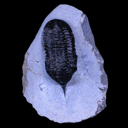 2.3" Morocconites Malladoides Trilobite Fossil Morocco Devonian Age Display, COA