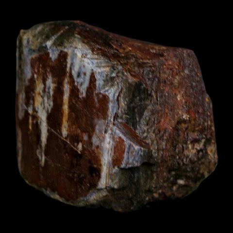 1.6" Camarasaurus Dinosaur Fossil Rib Morrison FM CO Jurassic Age COA Stand