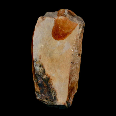 1.3" Tyrannosaurus Rex Fossil Bone Dinosaur Lance Creek Formation Wyoming COA - Fossil Age Minerals