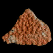 0.5" Megaloolithus Titanosaur Dinosaur Fossil Egg Shell Bouches Du Rhone France Display