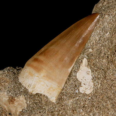 1.6" Mosasaur Prognathodon Fossil Tooth In Matrix Cretaceous Dinosaur Era COA