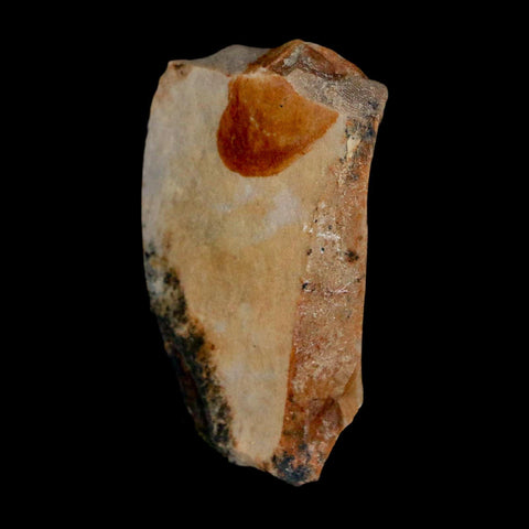 1.3" Tyrannosaurus Rex Fossil Bone Dinosaur Lance Creek Formation Wyoming COA - Fossil Age Minerals