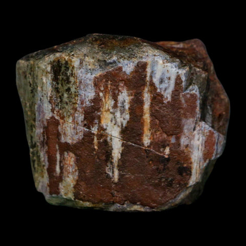 1.6" Camarasaurus Dinosaur Fossil Rib Morrison FM CO Jurassic Age COA Stand