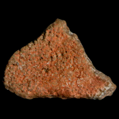 0.5" Megaloolithus Titanosaur Dinosaur Fossil Egg Shell Bouches Du Rhone France Display - Fossil Age Minerals