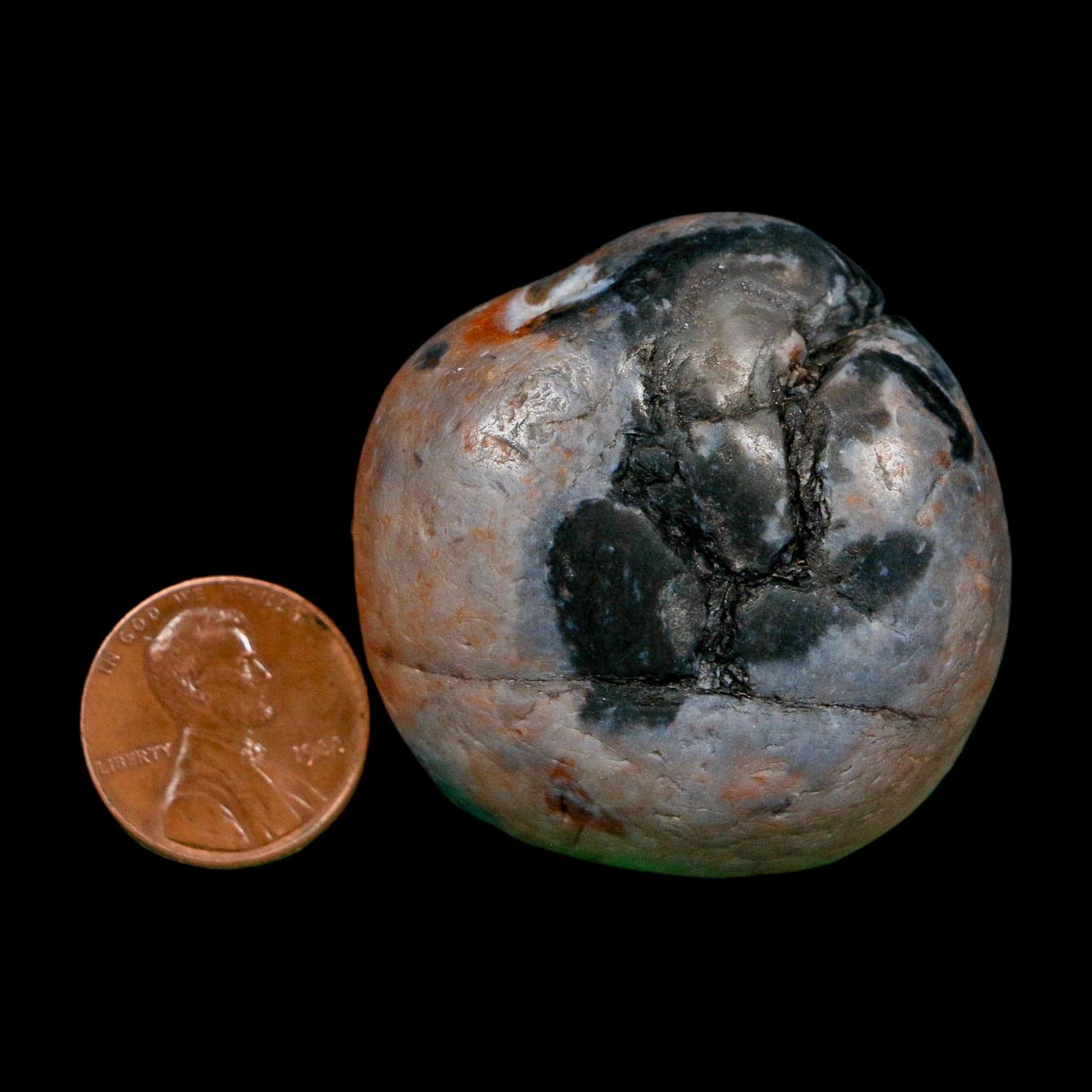 1.7" Sauropod Dinosaur Stomach Stone Gastrolith Rock Gizzard Stone COA - Fossil Age Minerals