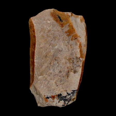 1.3" Tyrannosaurus Rex Fossil Bone Dinosaur Lance Creek Formation Wyoming COA