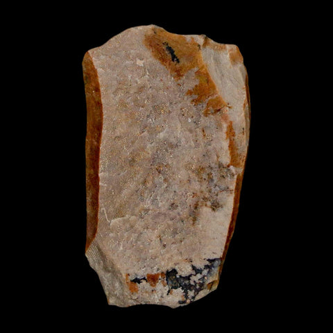 1.3" Tyrannosaurus Rex Fossil Bone Dinosaur Lance Creek Formation Wyoming COA - Fossil Age Minerals