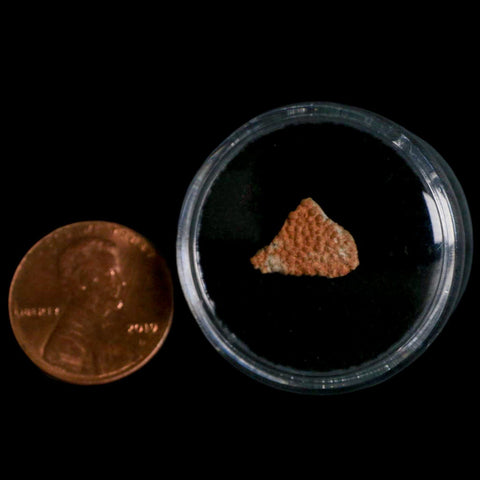 0.5" Megaloolithus Titanosaur Dinosaur Fossil Egg Shell Bouches Du Rhone France Display - Fossil Age Minerals