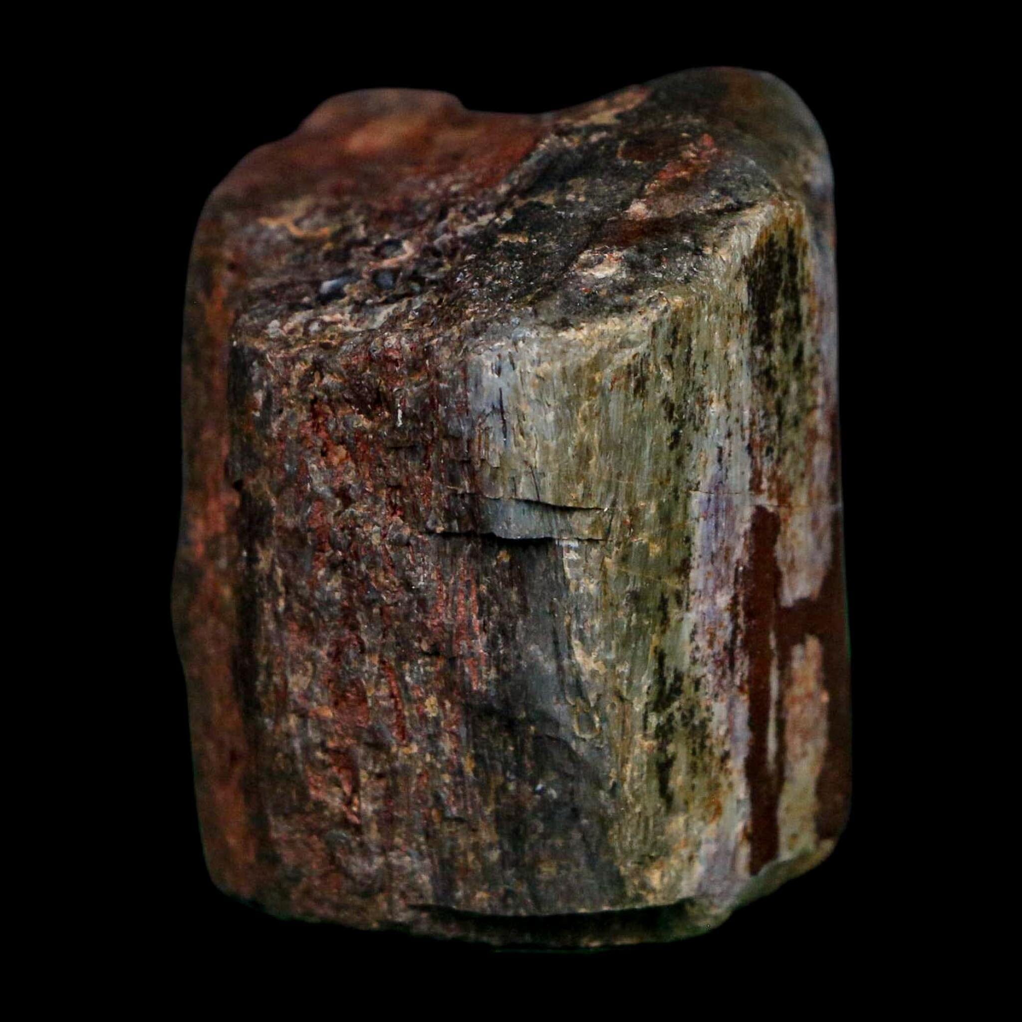 1.6" Camarasaurus Dinosaur Fossil Rib Morrison FM CO Jurassic Age COA Stand - Fossil Age Minerals