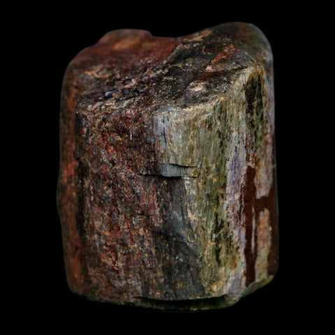 1.6" Camarasaurus Dinosaur Fossil Rib Morrison FM CO Jurassic Age COA Stand