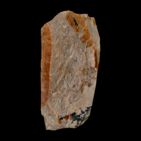 1.3" Tyrannosaurus Rex Fossil Bone Dinosaur Lance Creek Formation Wyoming COA - Fossil Age Minerals